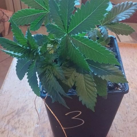 Fuel OG #4 growlog timeline photo