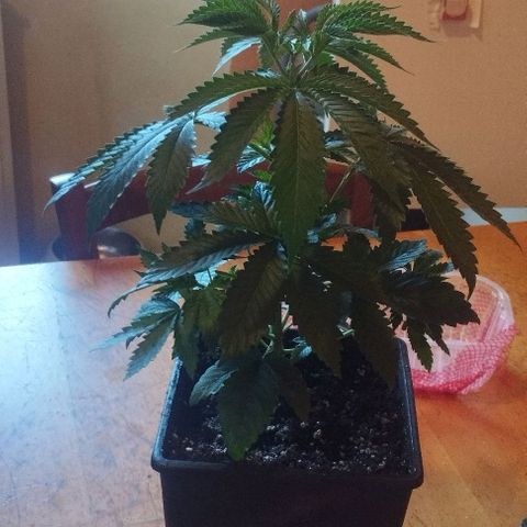 Fuel OG #4 growlog timeline photo