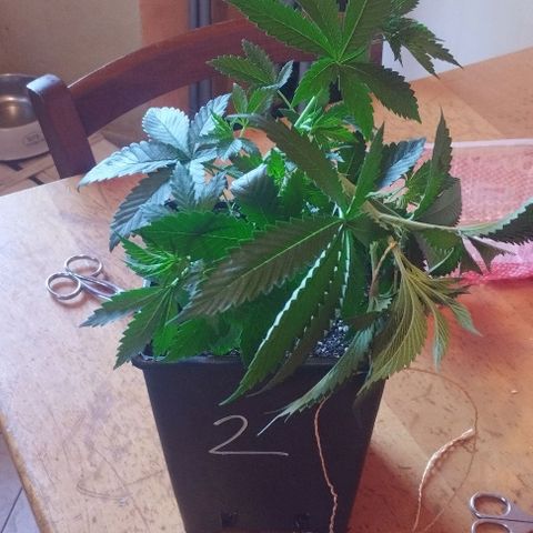 Fuel OG #4 growlog timeline photo