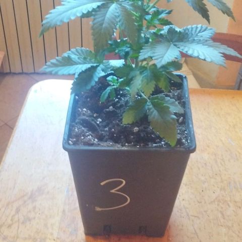 Fuel OG #4 growlog timeline photo
