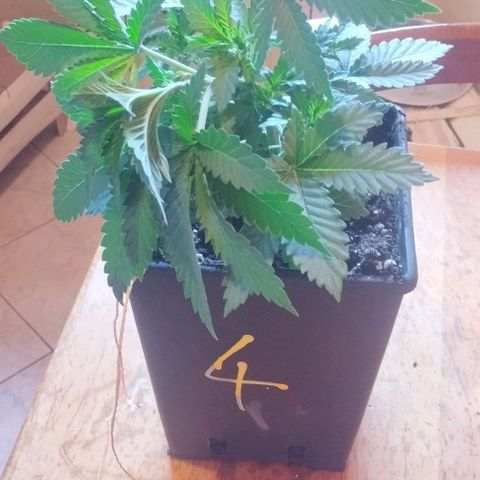 Fuel OG #4 growlog timeline photo