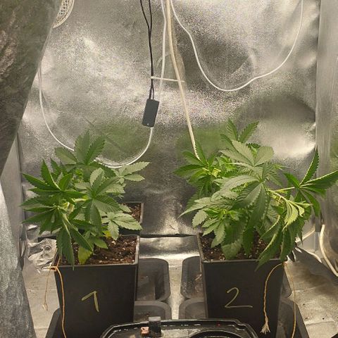 Fuel OG #4 growlog timeline photo