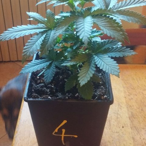 Fuel OG #4 growlog timeline photo