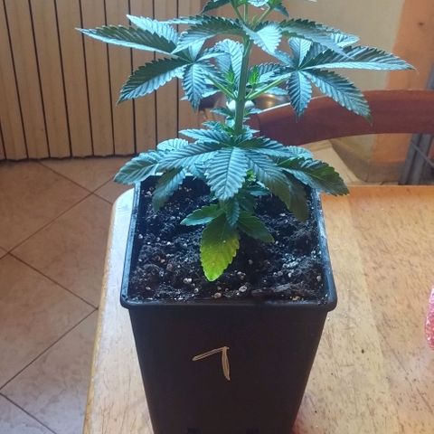 Fuel OG #4 growlog timeline photo