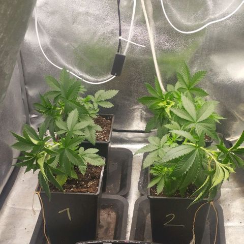 Fuel OG #4 growlog timeline photo