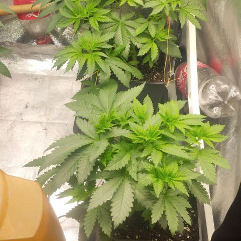 Fuel OG #4 growlog timeline photo