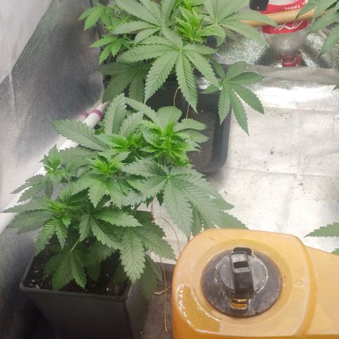 Fuel OG #4 growlog timeline photo
