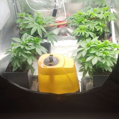 Fuel OG #4 growlog timeline photo