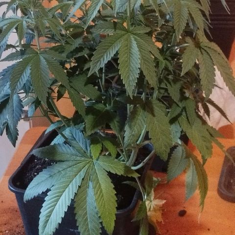 Fuel OG #4 growlog timeline photo