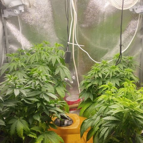 Fuel OG #4 growlog timeline photo