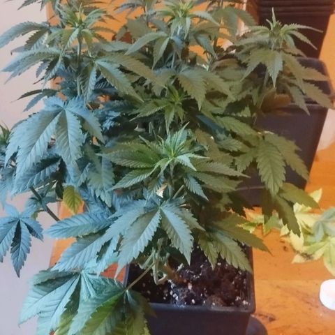 Fuel OG #4 growlog timeline photo