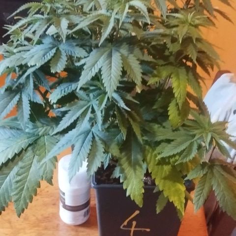 Fuel OG #4 growlog timeline photo