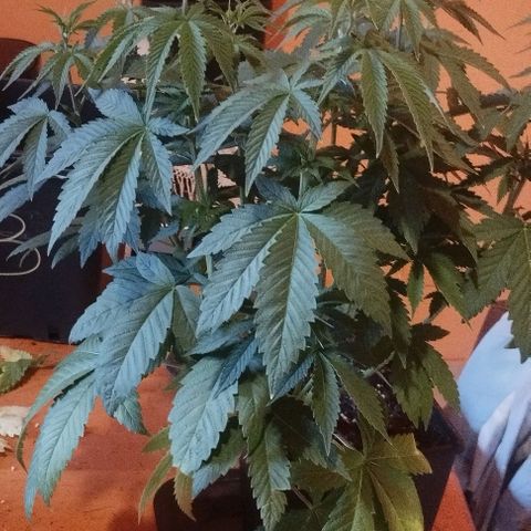 Fuel OG #4 growlog timeline photo