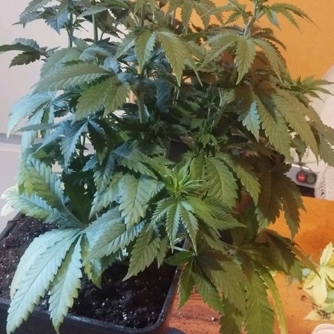 Fuel OG #4 growlog timeline photo