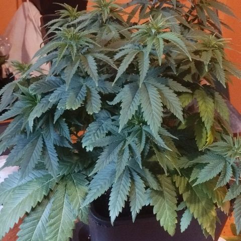 Fuel OG #4 growlog timeline photo
