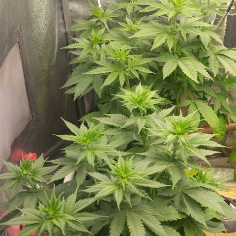 Fuel OG #3 growlog timeline photo