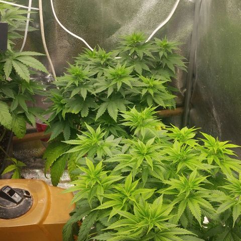 Fuel OG #4 growlog timeline photo