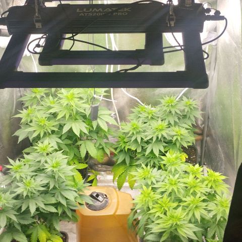 Fuel OG #4 growlog timeline photo