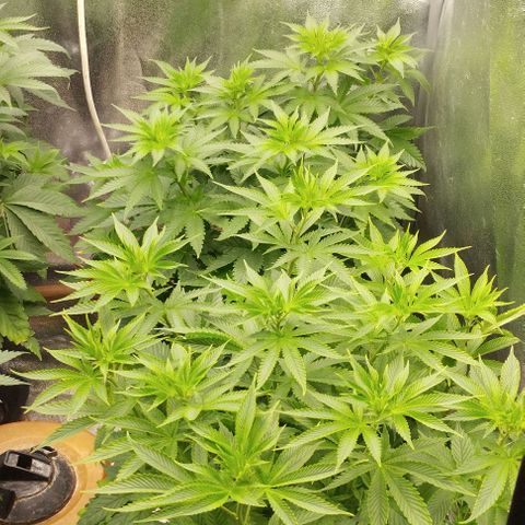 Fuel OG #4 growlog timeline photo