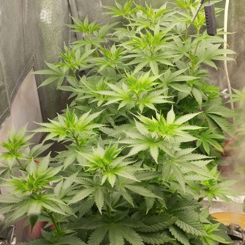 Fuel OG #3 growlog timeline photo