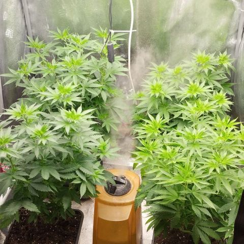 Fuel OG #4 growlog timeline photo