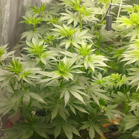 Fuel OG #3 growlog timeline photo