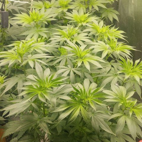 Fuel OG #4 growlog timeline photo