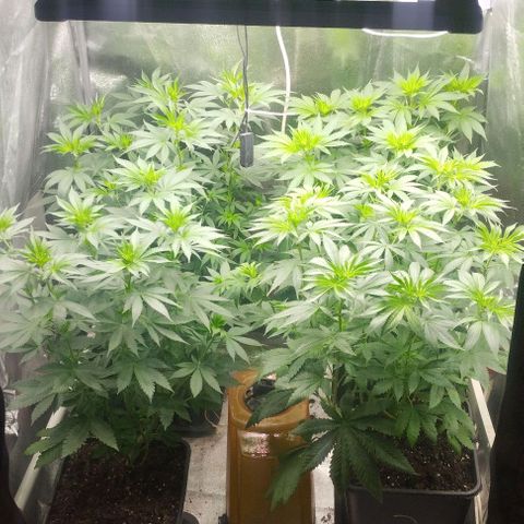 Fuel OG #4 growlog timeline photo