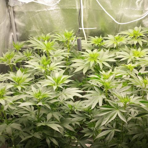 Fuel OG #4 growlog timeline photo