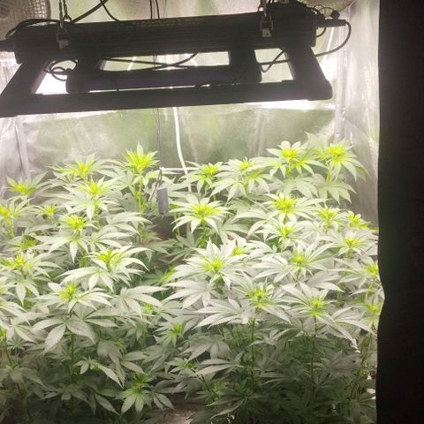 Fuel OG #4 growlog timeline photo