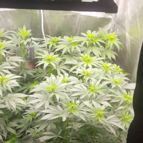 Fuel OG #4 growlog timeline photo