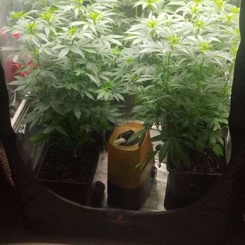 Fuel OG #4 growlog timeline photo