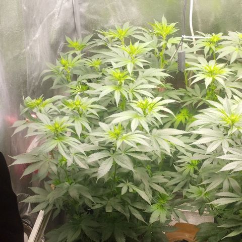 Fuel OG #4 growlog timeline photo