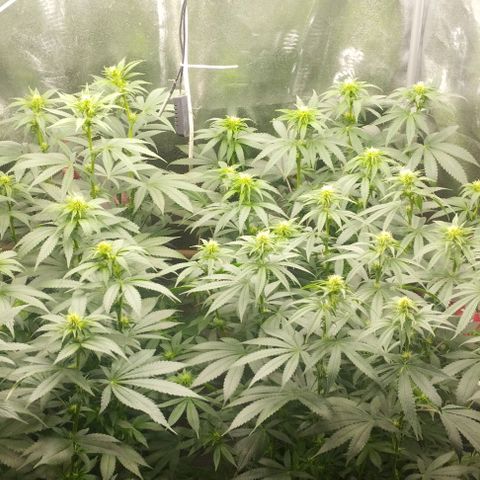Fuel OG #4 growlog photo: Leggera defogliata sopra e sotto 