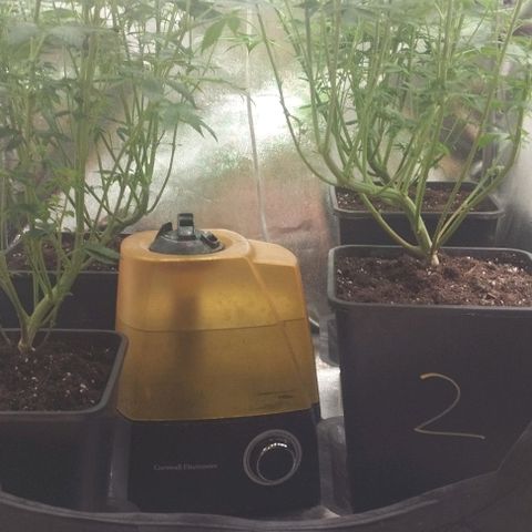 Fuel OG #4 growlog photo: Leggera defogliata sopra e sotto 