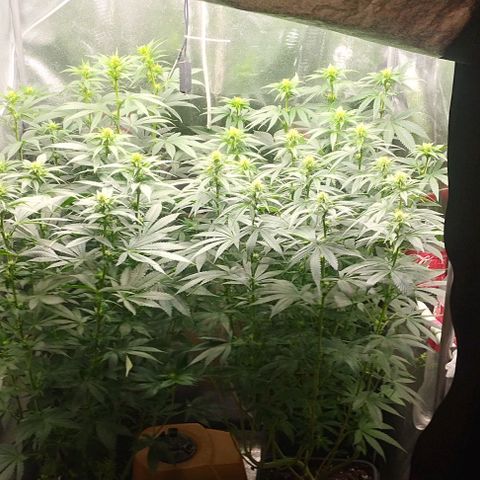 Fuel OG #4 growlog photo: Leggera defogliata sopra e sotto 