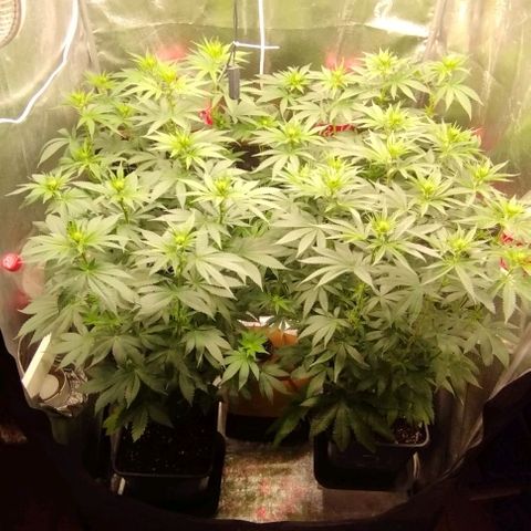 Fuel OG #4 growlog photo: Leggera defogliata sopra e sotto 