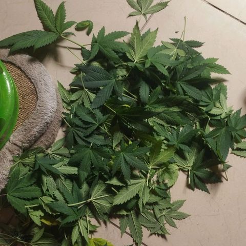 Fuel OG #4 growlog photo: Leggera defogliata sopra e sotto 