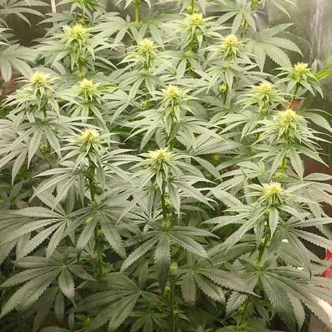 Fuel OG #4 growlog timeline photo