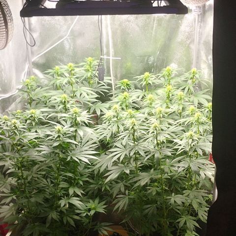 Fuel OG #4 growlog timeline photo