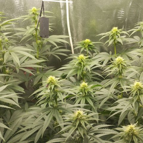 Fuel OG #4 growlog timeline photo