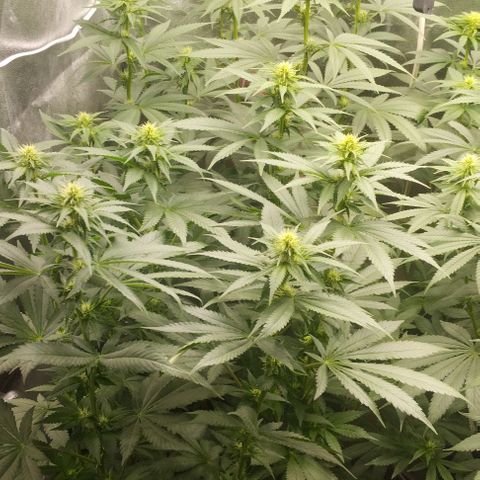 Fuel OG #4 growlog timeline photo