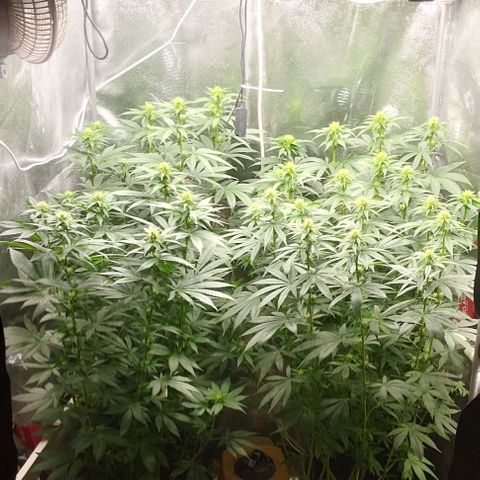 Fuel OG #4 growlog timeline photo