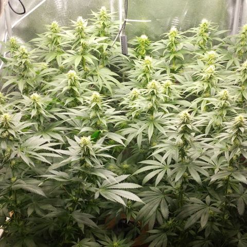 Fuel OG #4 growlog timeline photo