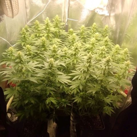 Fuel OG #4 growlog timeline photo