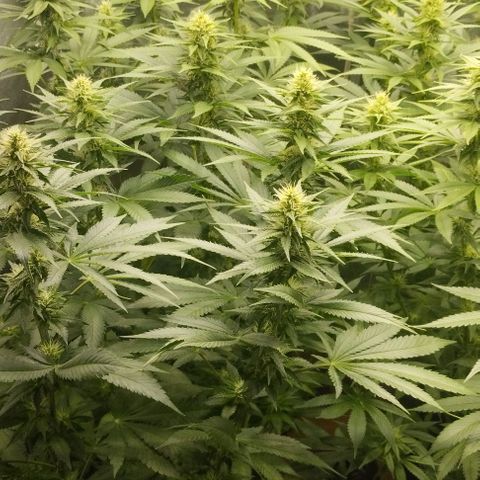 Fuel OG #4 growlog timeline photo