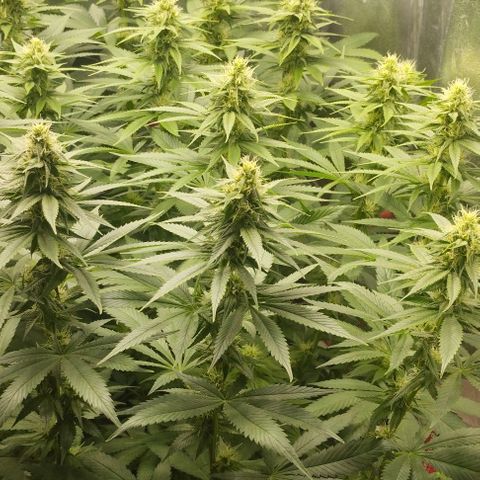 Fuel OG #4 growlog timeline photo