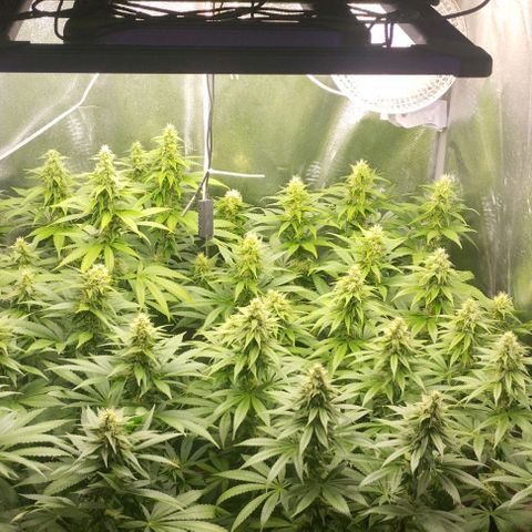 Fuel OG #4 growlog timeline photo