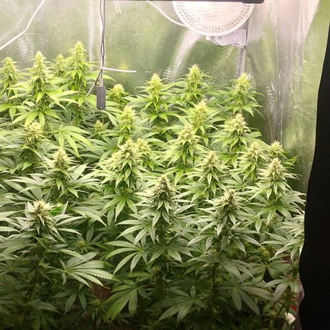 Fuel OG #4 growlog timeline photo