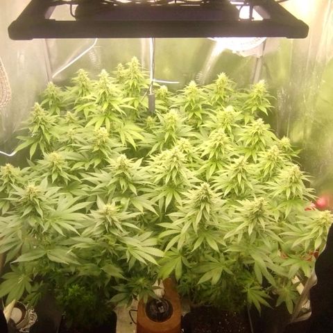 Fuel OG #4 growlog timeline photo